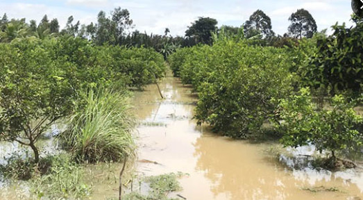 lắp đặt hệ thống tưới cây tại đồng nai